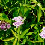 Sweet William